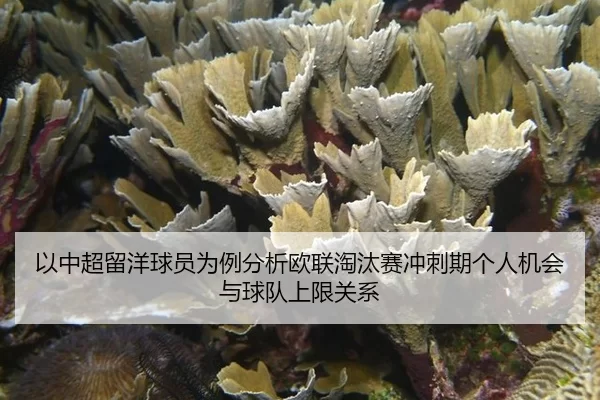以中超留洋球员为例分析欧联淘汰赛冲刺期个人机会与球队上限关系